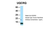 UQCRQ Antibody in Western Blot (WB)