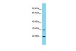 POLR3G Antibody in Western Blot (WB)