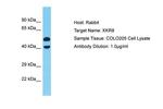 XKR8 Antibody in Western Blot (WB)