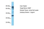 ASMT Antibody in Western Blot (WB)