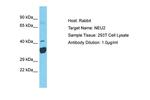 NEU2 Antibody in Western Blot (WB)