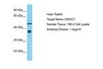 DIXDC1 Antibody in Western Blot (WB)