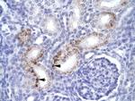 FADD Antibody in Immunohistochemistry (IHC)