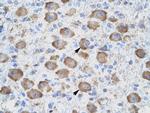 CD357 (AITR/GITR) Antibody in Immunohistochemistry (IHC)