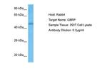 GABRP Antibody in Western Blot (WB)