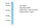 GABRP Antibody in Western Blot (WB)