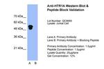 HTR1A Antibody in Western Blot (WB)