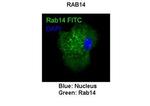 RAB14 Antibody in Immunocytochemistry (ICC/IF)