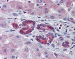 TAL1 Antibody in Immunohistochemistry (Paraffin) (IHC (P))