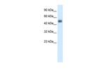 GCM1 Antibody in Western Blot (WB)