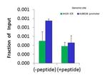 SRF Antibody in ChIP Assay (CHIP)