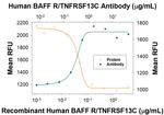 CD268 (BAFF Receptor) Antibody in Neutralization (Neu)