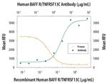 CD268 (BAFF Receptor) Antibody in Neutralization (Neu)