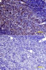 Cystatin C Antibody in Immunohistochemistry (Frozen) (IHC (F))