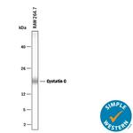 Cystatin C Antibody in Western Blot (WB)