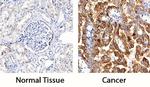 TIM-1 Antibody in Immunohistochemistry (Paraffin) (IHC (P))