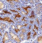 NGAL Antibody in Immunohistochemistry (Frozen) (IHC (F))