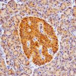 betacellulin Antibody in Immunohistochemistry (Paraffin) (IHC (P))