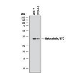 betacellulin Antibody in Western Blot (WB)