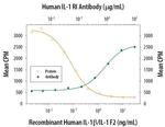 IL1R1 Antibody