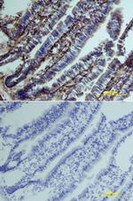 Apolipoprotein J Antibody in Immunohistochemistry (Frozen) (IHC (F))