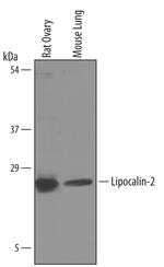 NGAL Antibody in Western Blot (WB)