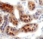 TIM-1 Antibody in Immunohistochemistry (Frozen) (IHC (F))