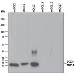 MCP-1 Antibody in Western Blot (WB)