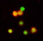 IL-1 beta Antibody in Immunocytochemistry (ICC/IF)