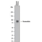 Uromodulin Antibody in Western Blot (WB)