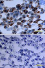 CXCL1 Antibody in Immunohistochemistry (Frozen) (IHC (F))