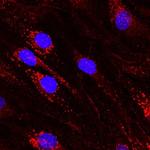 DLL4 Antibody in Immunocytochemistry (ICC/IF)