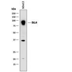 DLL4 Antibody in Western Blot (WB)