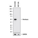 Brachyury Antibody in Western Blot (WB)