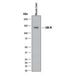 LDLR Antibody in Western Blot (WB)