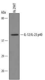 IL-12/IL-23 p40 Antibody in Western Blot (WB)