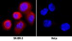 Activin A Antibody in Immunocytochemistry (ICC/IF)