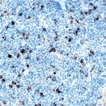 IL-33 Antibody in Immunohistochemistry (Frozen) (IHC (F))