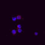 CXCL2 Antibody in Immunocytochemistry (ICC/IF)