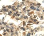 VEGF-164 Antibody in Immunohistochemistry (Frozen) (IHC (F))