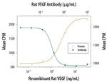 VEGF-164 Antibody