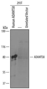 ADAMTS8 Antibody in Western Blot (WB)