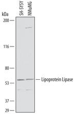 LPL Antibody in Western Blot (WB)