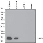 Myostatin Antibody in Western Blot (WB)