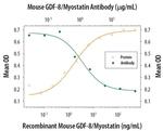 Myostatin Antibody