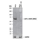 cIAP1 Antibody in Western Blot (WB)