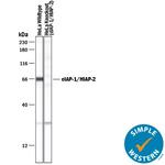 cIAP1 Antibody in Western Blot (WB)