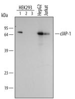 cIAP1 Antibody in Western Blot (WB)