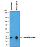 Cathepsin C Antibody in Western Blot (WB)