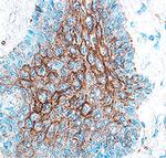 Cathepsin V Antibody in Immunohistochemistry (Paraffin) (IHC (P))